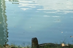 image0-2025-03-13T234600.315