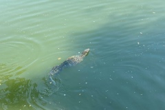 image7-53
